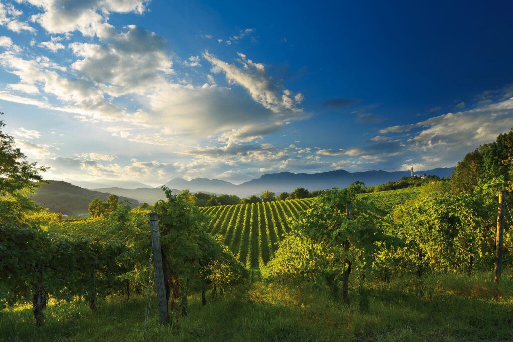 Prosecco Hills: Sparkling & relaxing
